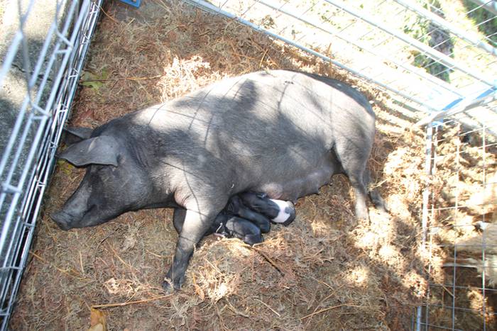 Animali, barazki eta artisau lanen bilgune 26 1477830866392