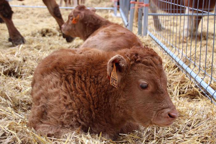 Berastegiko gaztarik onena A 5 1608397896345