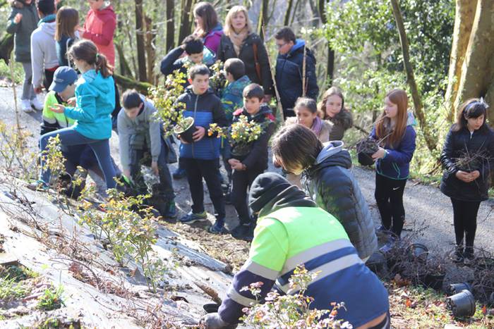 Tolosako ikasleek zuhaitzak  12 1520435489510