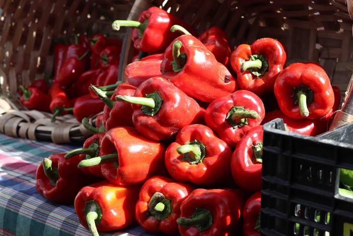 Postu txikiz bete da Alegiko 26 1632658211654