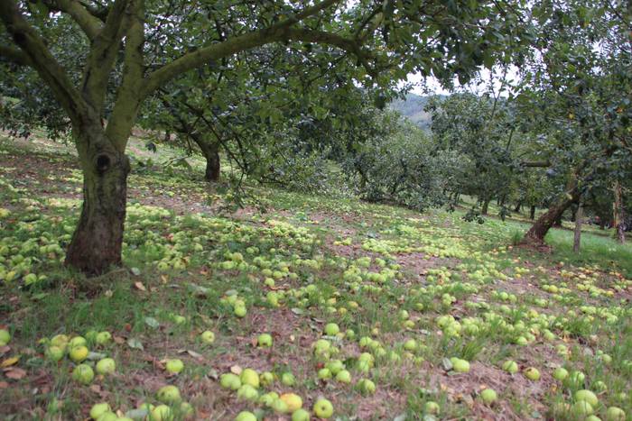 Sagarrak jasotzen. Altzo. Sa 39 1631723389633