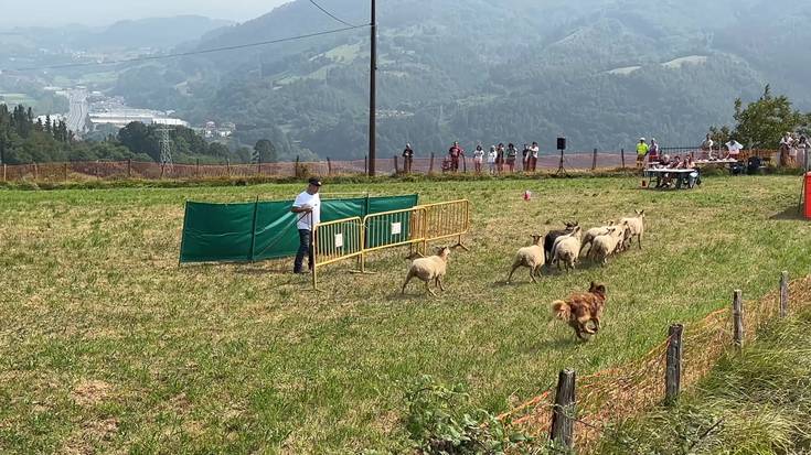 Bizkorrenak artaldea gobernatzen