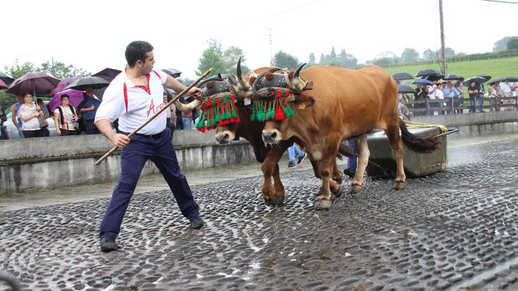 Idi probak bertan behera Zizurkilen, beroagatik