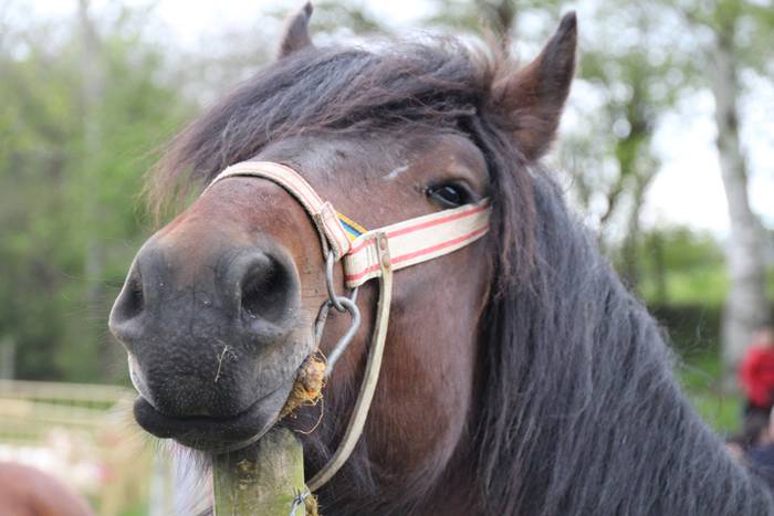 Aralarko larre irekiera 50 1462122140254