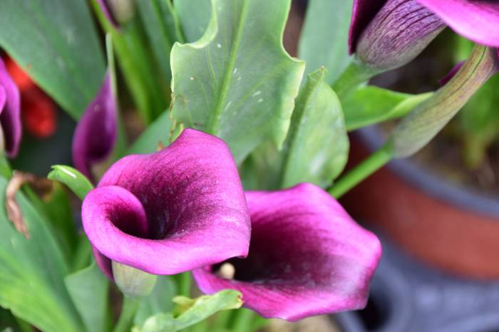 Lore eta Landare azoka Tolos 15 1652529027115