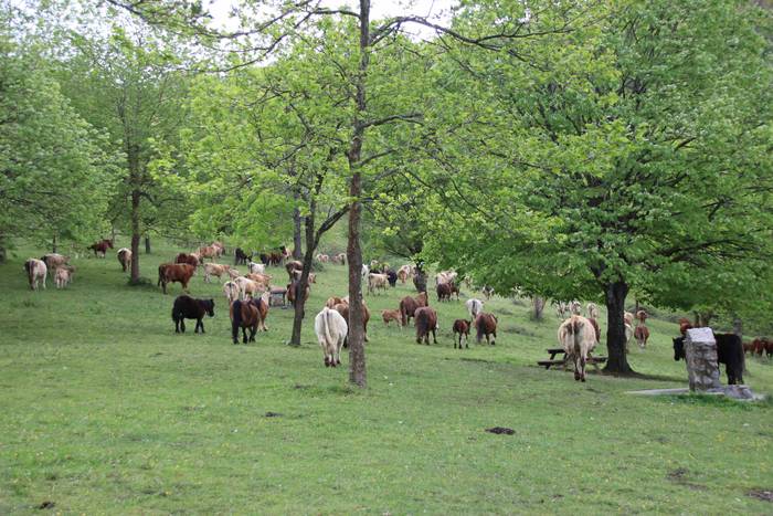 Larre irekiera festa Komizar 12 1650713597946