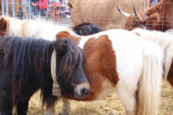 Berastegiko gaztarik onena A 8 1608397899406