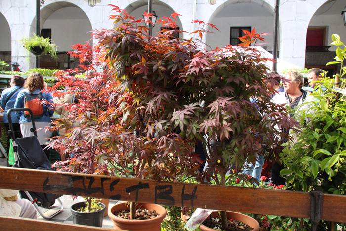 Udaberria loratu da Tolosan 6 1526734024489