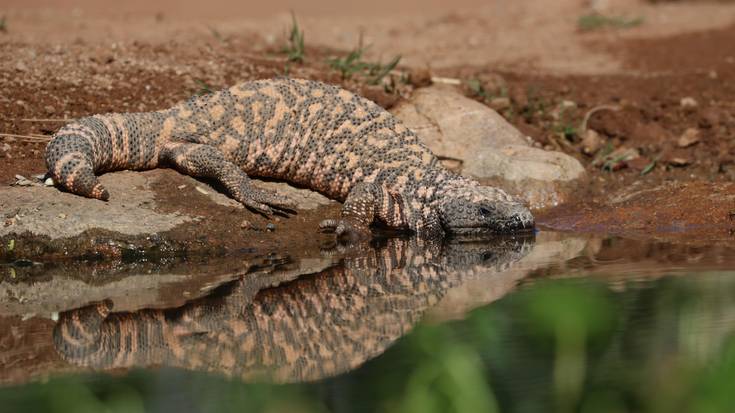 Pozoia edo sendagaia?