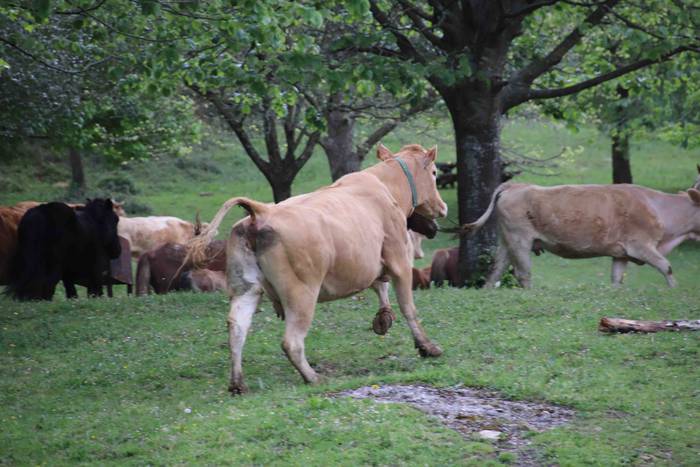 Larre irekiera festa Komizar 7 1650713595696