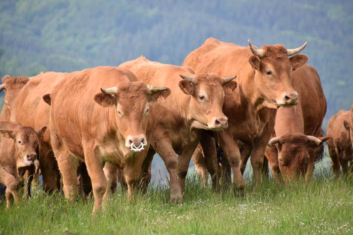 BERASTEG LARRE IREKIERA 2022 20 1652525078663