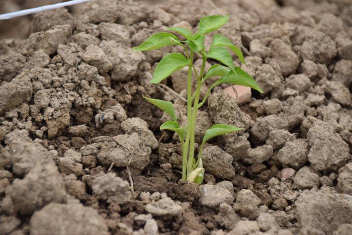 Ibarrako piperrak landatzen, 21 1527075725008