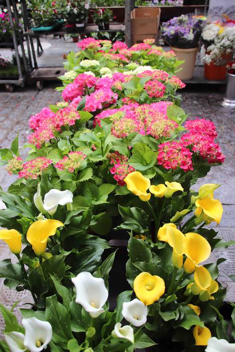 Lore eta Landare Azoka 2019 11 1558171899790