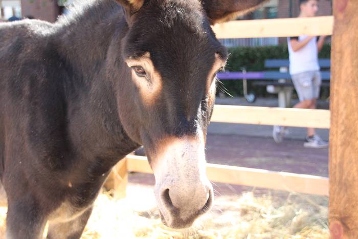 Lurraren zaindari direnen er 89 1507466603107