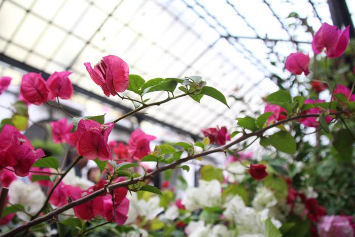 Eta liliek Tolosa ere amets 20 1495290307166