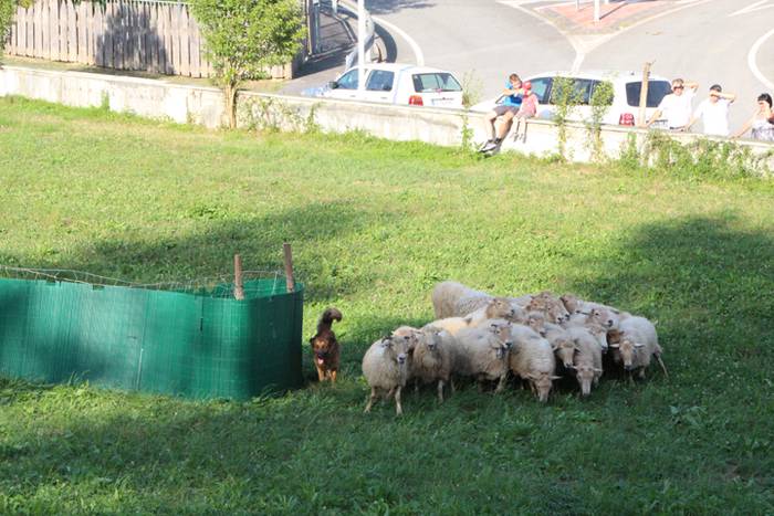 Artzaina eta txakurraren artea Amezketan 6 1472322300542