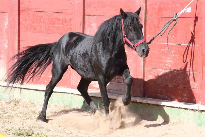 pottoka topaketa tolosa 15 1537627227169