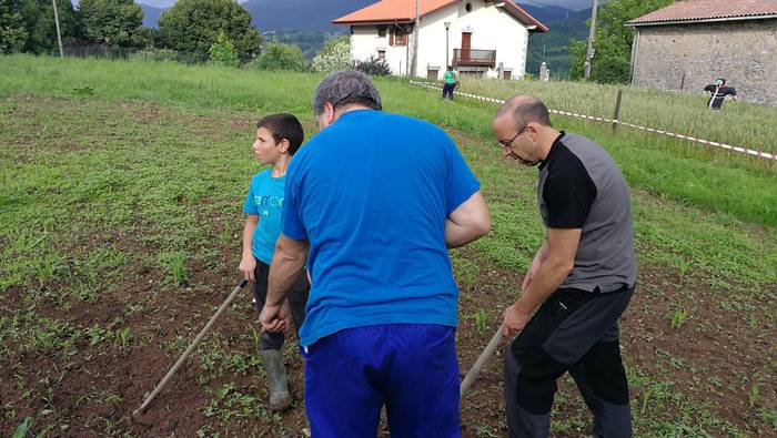 Adunan erein dute artoa eta  2 1528994213544