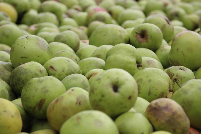 Sagarrak jasotzen. Altzo. Sa 21 1631723383619