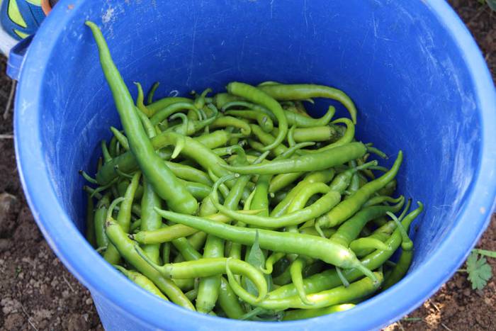 Piperraren zikloa 2015 11 1445442214529