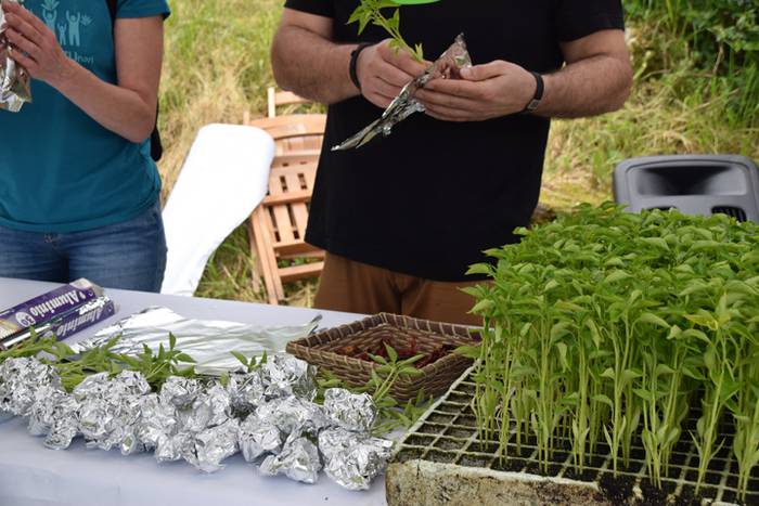 Ibarrako piperrak landatzen, 2 1527075618769