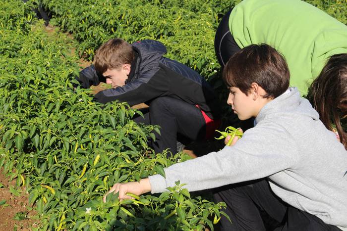 Piperraren zikloa 2015 13 1445442215395