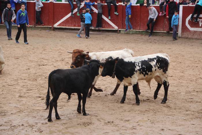 Txaranga eta zezenak piñata  21 1488738844766