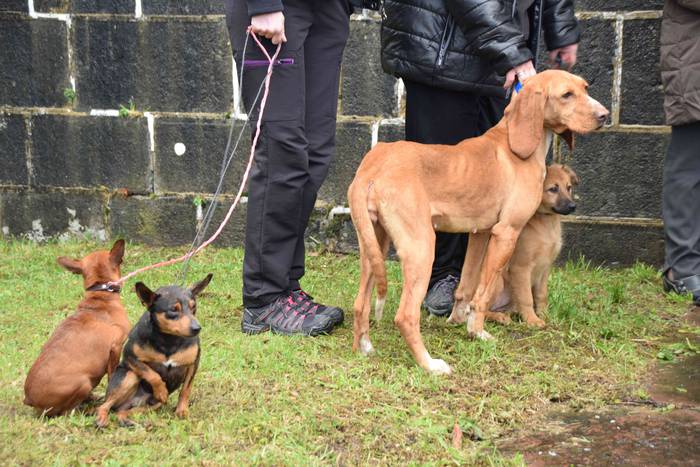 Animaliek jaso dute San Anto 13 1547722514240