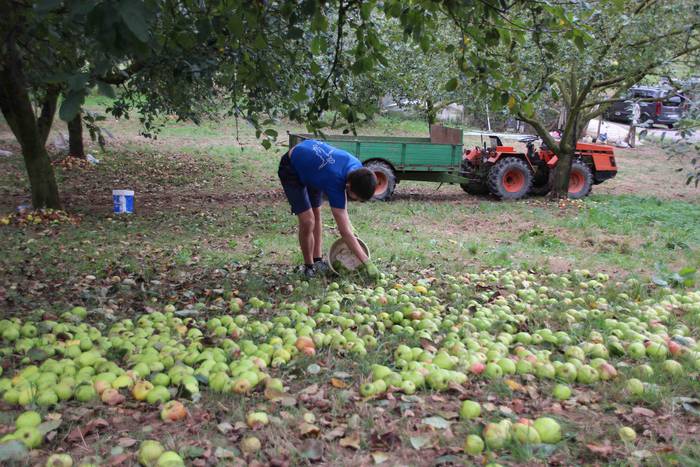 Sagarrak jasotzen. Altzo. Sa 9 1631723378648