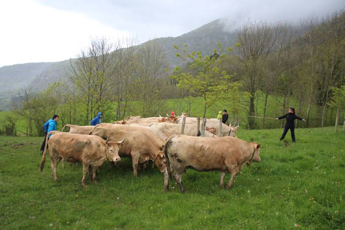 Aralarko larre irekiera 78 1462122150318