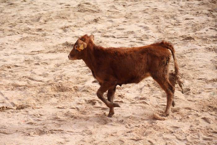 Zezen plaza hartu dute umeek 20 1539360682413