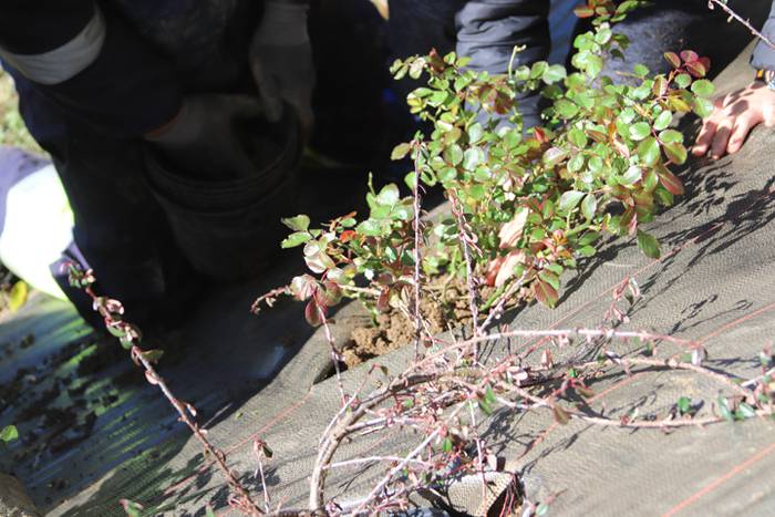 Tolosako ikasleek zuhaitzak  21 1520435552406