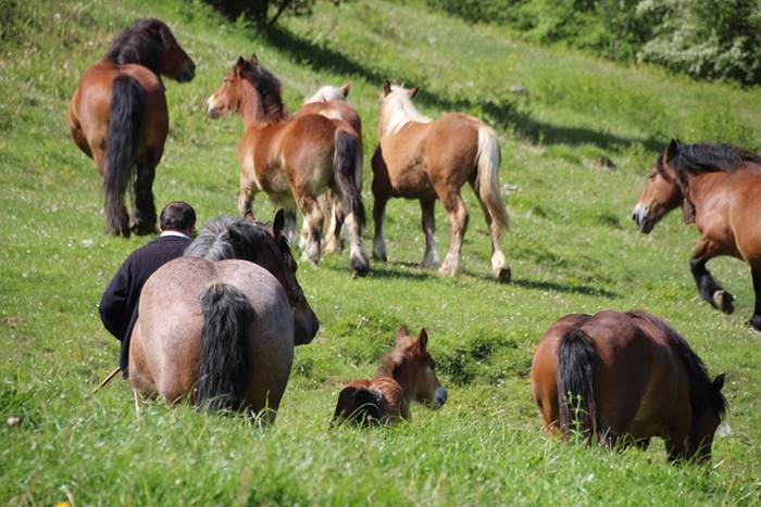 Larre irekiera Larraitzen 20 76 1493640123544