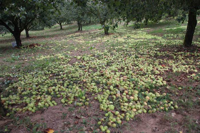 Sagarrak jasotzen. Altzo. Sa 18 1631723382603