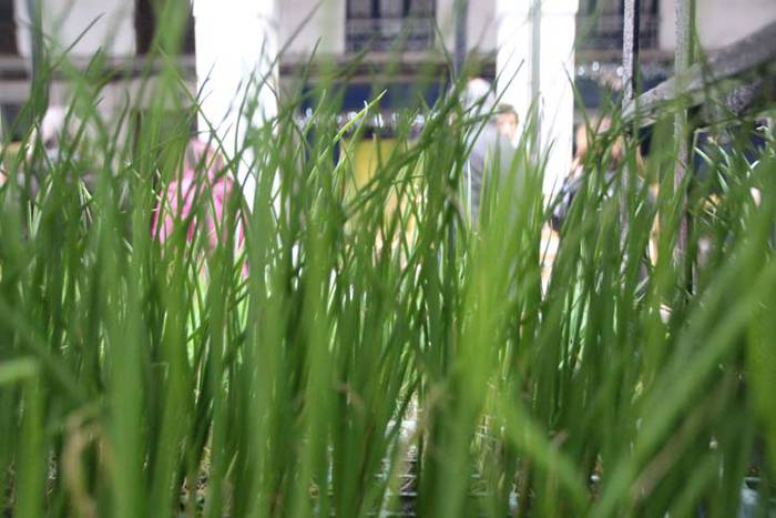 Tolosako Gabonetako azoka be 16 1514054081909