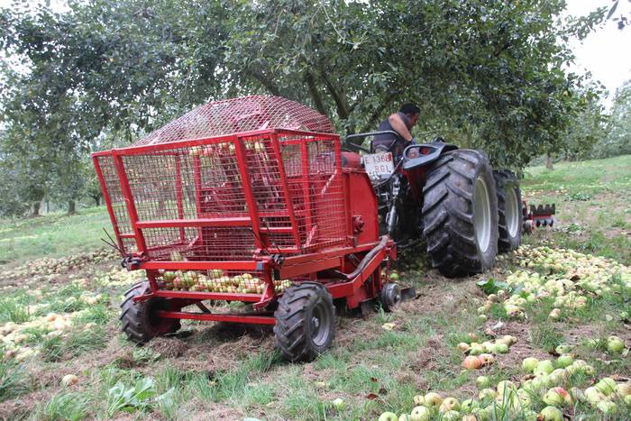 Sagarrak jasotzen. Altzo. Sa 7 1631723377951