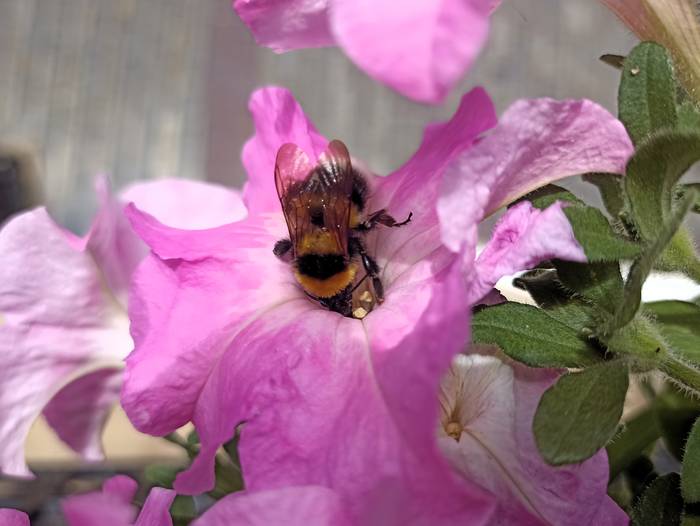 Gizartearen ongizatea