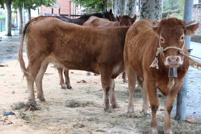 Azoka, hamaiketako eta guzti 20 1540733576002