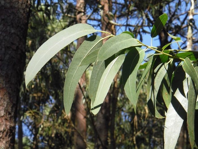 Biodibertsitatea babesteko, euskaliptoak Australiara