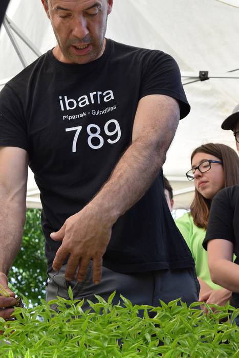 Piper landaketa Ibarran, 201 24 1494844402340