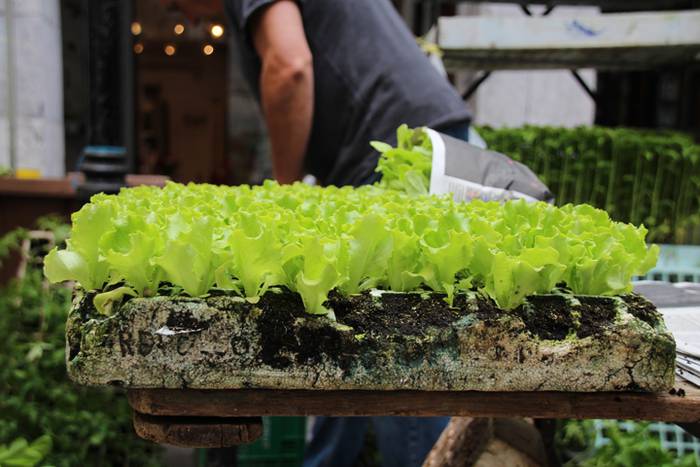 Lore eta Landare Azoka Tolosan 2016 14 1465051787042