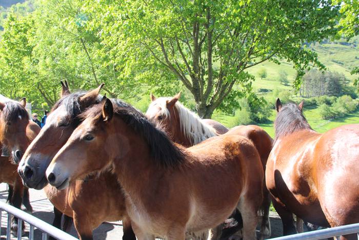 Larre irekiera Larraitzen 20 12 1493639735445