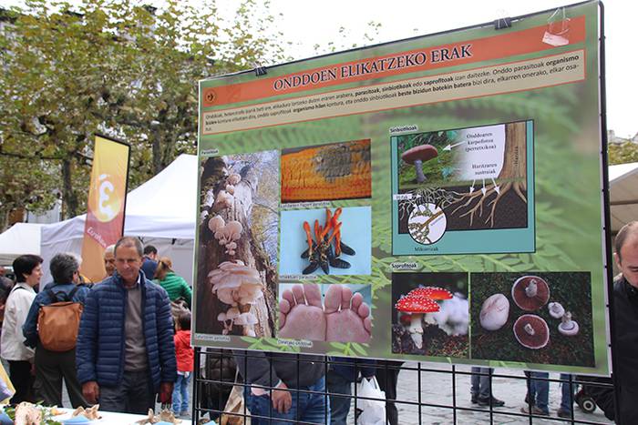 AZOKA MIKOLOGIKOA 2017 31 1508591683634