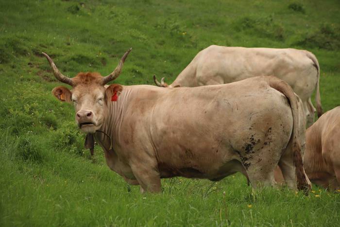 Larre irekiera ekitaldi bere 13 1588336779971