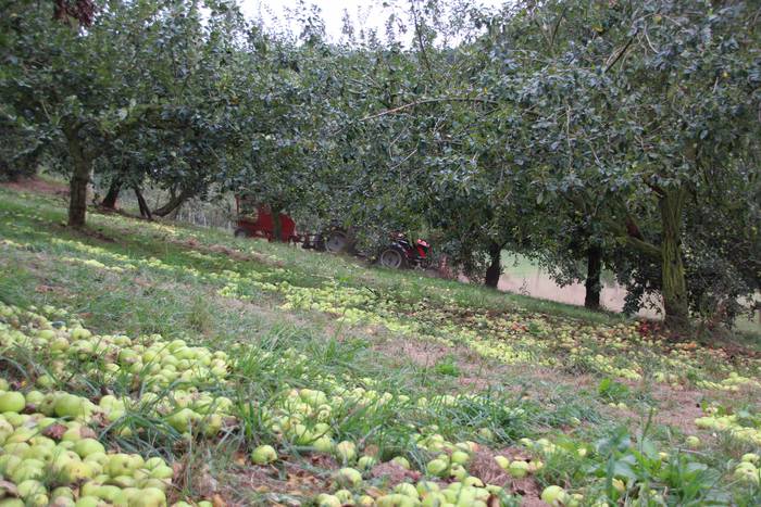 Sagarrak jasotzen. Altzo. Sa 27 1631723385619