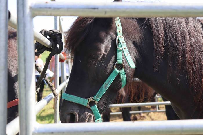 Zizurkilgo herrigunea azoka  48 1665320456844