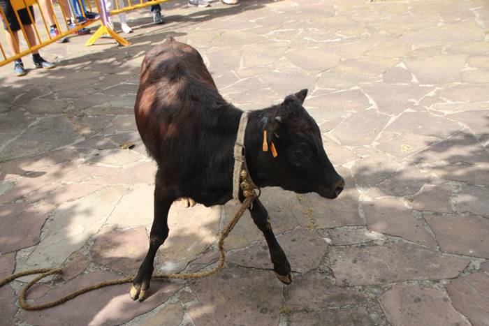 Belauntza San Joan jaiak 2016 Gorriti 9 1466949023112