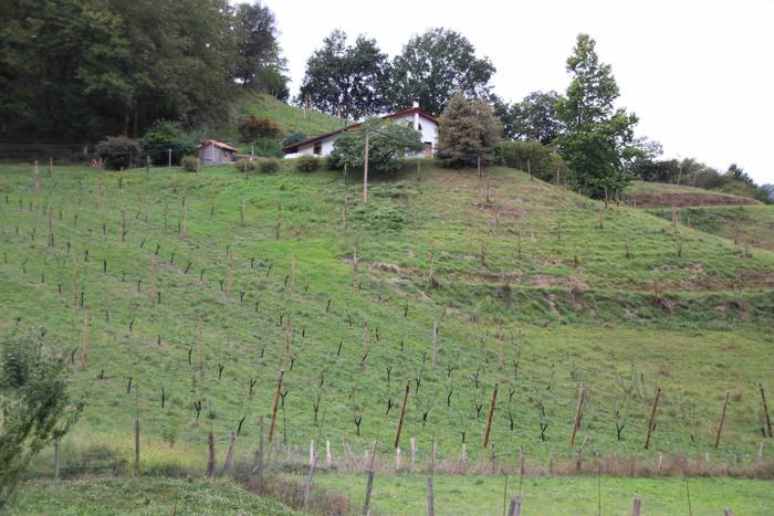 Sagarrak jasotzen. Altzo. Sa 41 1631723390485