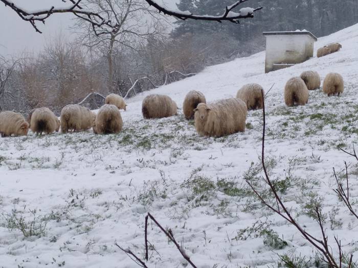 Argazki galeria: Tolosaldea, 59 1519810031944