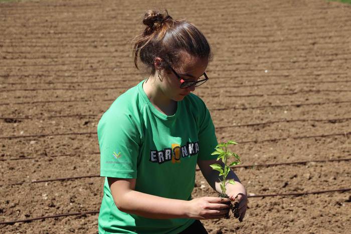 Erein dituzte lehen piperrak 17 1559303468170